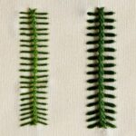 Vandyke stitch embroidery